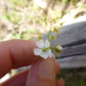 Drosera gunniana at Kambah, ACT - 14 Oct 2015 01:15 PM