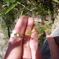 Drosera gunniana at Kambah, ACT - 14 Oct 2015 01:15 PM