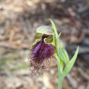 Calochilus platychilus at Aranda, ACT - suppressed