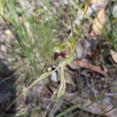 Caladenia atrovespa (Green-comb Spider Orchid) at Aranda, ACT - 15 Oct 2015 by MattM