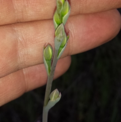 Thelymitra sp. (A Sun Orchid) at Cook, ACT - 15 Oct 2015 by MattM