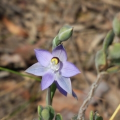 Thelymitra brevifolia (Short-leaf Sun Orchid) at Aranda, ACT - 15 Oct 2015 by MattM