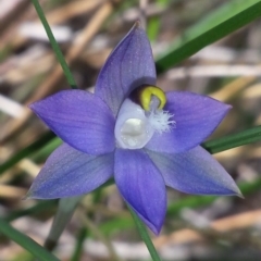 Thelymitra brevifolia (Short-leaf Sun Orchid) at Aranda, ACT - 15 Oct 2015 by MattM