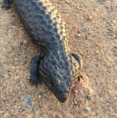 Tiliqua rugosa (Shingleback Lizard) at Mount Ainslie - 15 Oct 2015 by AaronClausen