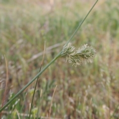 Carex inversa (Knob Sedge) at Tuggeranong Hill - 8 Oct 2015 by michaelb