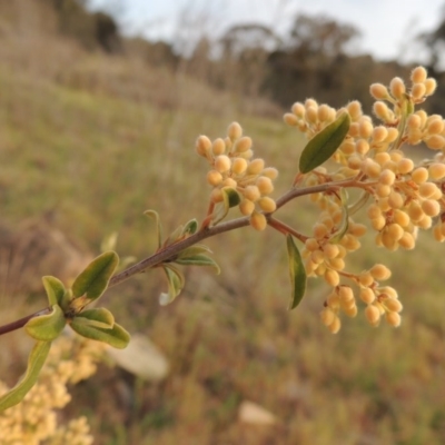 Pomaderris pallida (Pale Pomaderris) at Calwell, ACT - 8 Oct 2015 by michaelb