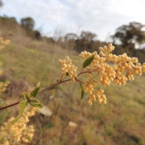 Pomaderris pallida at Calwell, ACT - 8 Oct 2015 06:52 PM