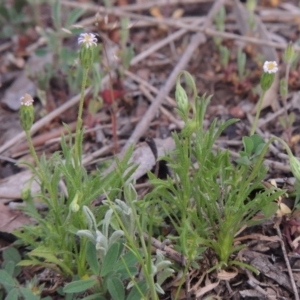 Vittadinia muelleri at Calwell, ACT - 8 Oct 2015 07:04 PM