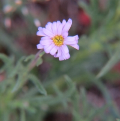 Vittadinia cuneata var. cuneata (Fuzzy New Holland Daisy) at Percival Hill - 11 Oct 2015 by gavinlongmuir