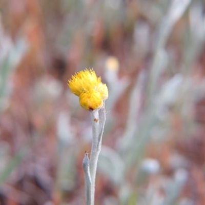 Chrysocephalum apiculatum (Common Everlasting) at Percival Hill - 11 Oct 2015 by gavinlongmuir