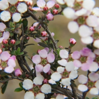 Gaudium multicaule (Teatree) at Percival Hill - 11 Oct 2015 by gavinlongmuir