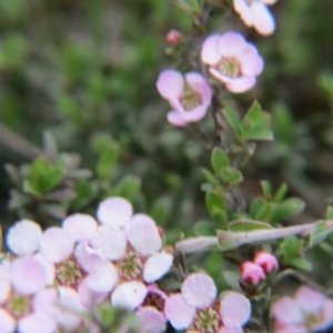 Gaudium multicaule at Nicholls, ACT - 11 Oct 2015 03:23 PM