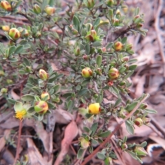 Hibbertia obtusifolia (Grey Guinea-flower) at Percival Hill - 11 Oct 2015 by gavinlongmuir