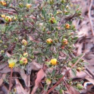 Hibbertia obtusifolia at Nicholls, ACT - 11 Oct 2015 03:25 PM