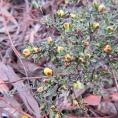 Hibbertia obtusifolia at Nicholls, ACT - 11 Oct 2015 03:25 PM