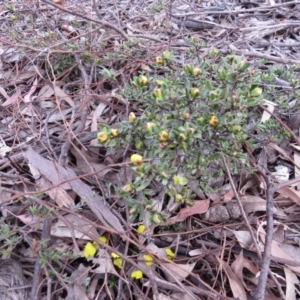 Hibbertia obtusifolia at Nicholls, ACT - 11 Oct 2015 03:25 PM