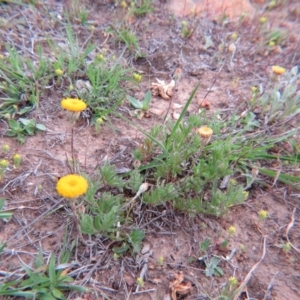 Leptorhynchos squamatus at Nicholls, ACT - 11 Oct 2015 03:28 PM