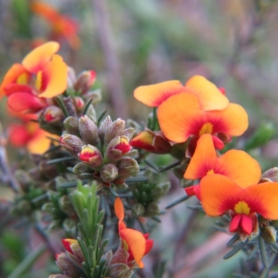 Dillwynia sericea (Egg And Bacon Peas) at Percival Hill - 11 Oct 2015 by gavinlongmuir