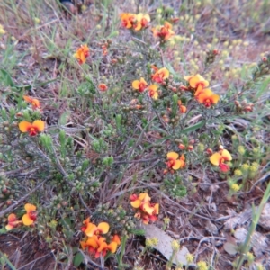 Dillwynia sericea at Nicholls, ACT - 11 Oct 2015 03:29 PM