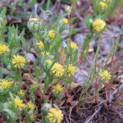 Triptilodiscus pygmaeus (Annual Daisy) at Percival Hill - 11 Oct 2015 by gavinlongmuir