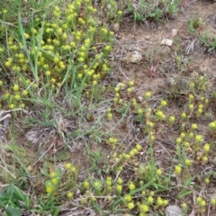 Triptilodiscus pygmaeus at Nicholls, ACT - 11 Oct 2015