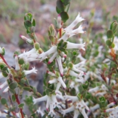 Brachyloma daphnoides (Daphne Heath) at Nicholls, ACT - 11 Oct 2015 by gavinlongmuir