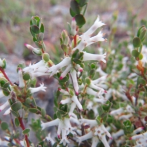 Brachyloma daphnoides at Nicholls, ACT - 11 Oct 2015