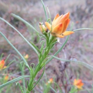 Xerochrysum viscosum at Nicholls, ACT - 11 Oct 2015 03:33 PM