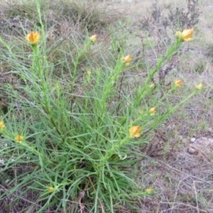 Xerochrysum viscosum at Nicholls, ACT - 11 Oct 2015