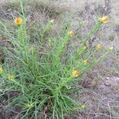 Xerochrysum viscosum at Nicholls, ACT - 11 Oct 2015 03:33 PM