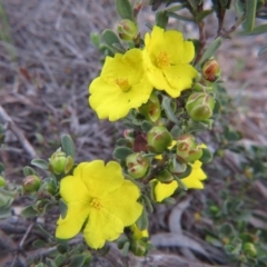 Hibbertia obtusifolia (Grey Guinea-flower) at Percival Hill - 11 Oct 2015 by gavinlongmuir