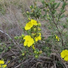 Hibbertia obtusifolia at Nicholls, ACT - 11 Oct 2015 03:35 PM