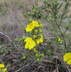 Hibbertia obtusifolia at Nicholls, ACT - 11 Oct 2015 03:35 PM