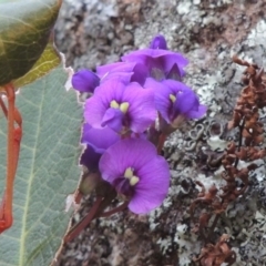 Hardenbergia violacea (False Sarsaparilla) at Tuggeranong Hill - 8 Oct 2015 by michaelb