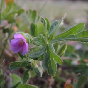 Geranium solanderi at Calwell, ACT - 8 Oct 2015