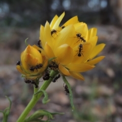 Xerochrysum viscosum (Sticky Everlasting) at Calwell, ACT - 8 Oct 2015 by michaelb