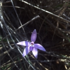 Glossodia major (Wax Lip Orchid) at Bruce Ridge - 15 Oct 2015 by jksmits