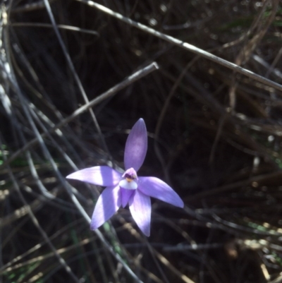 Glossodia major (Wax Lip Orchid) at Bruce, ACT - 15 Oct 2015 by jksmits