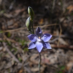 Thelymitra juncifolia at Point 99 - suppressed