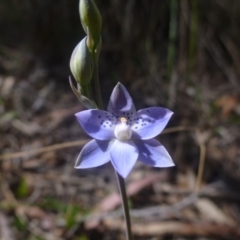 Thelymitra juncifolia at Point 99 - suppressed