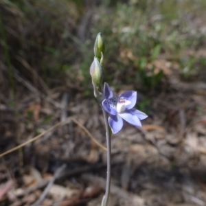 Thelymitra juncifolia at Point 99 - suppressed