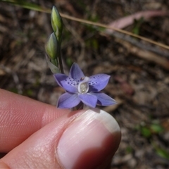 Thelymitra juncifolia at Point 99 - suppressed