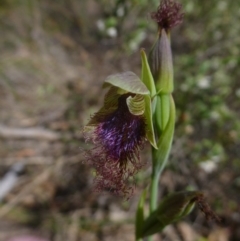 Calochilus platychilus (Purple Beard Orchid) at Point 99 - 16 Oct 2015 by jksmits