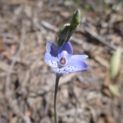 Thelymitra juncifolia (Dotted Sun Orchid) at Bruce, ACT - 16 Oct 2015 by jks