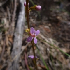 Stylidium graminifolium (Grass Triggerplant) at Bruce, ACT - 16 Oct 2015 by jksmits