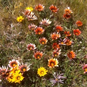 Gazania x splendens at Canberra, ACT - 16 Oct 2015 01:48 PM