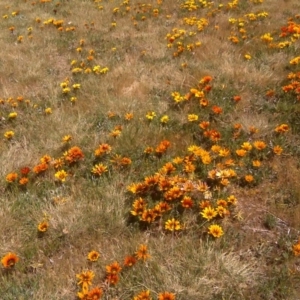 Gazania x splendens at Canberra, ACT - 16 Oct 2015 01:48 PM
