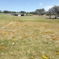 Gazania x splendens at Canberra, ACT - 16 Oct 2015