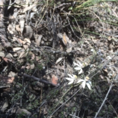 Caladenia moschata (Musky Caps) at Bruce, ACT - 16 Oct 2015 by jksmits