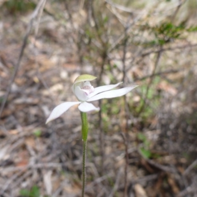 Caladenia moschata (Musky Caps) at Bruce, ACT - 16 Oct 2015 by jksmits